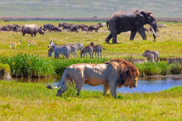 Serengeti National Park – Serengeti